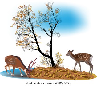 Illustration mit zwei Hirschen und Herbstbaum