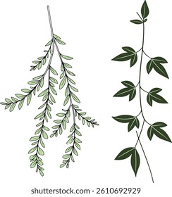 Illustration of two distinct plant branches with different leaf shapes and styles, one light green and the other dark green.
