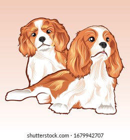 illustration  Two Dog Cavalier King Spaniel