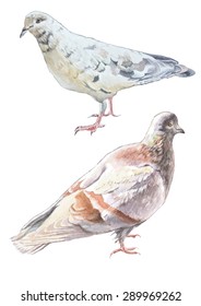 Illustration with two doves. Vector. Watercolor. Hand drawn.