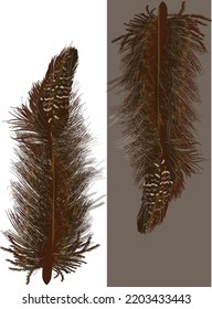 illustration with two feathers isolated on white and brown background