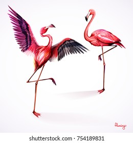 Illustration of two flamingo. Hand drawn isolated on white. Watercolor, vector - stock.
