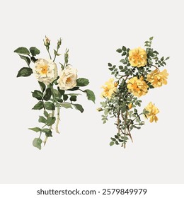 Illustration of two floral arrangements. One features white roses, the other yellow roses. Both have green leaves. Delicate floral art with roses and leaves. Vintage flower illustration, vector.