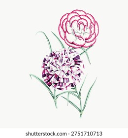 Illustration of two flowers with intricate patterns. Floral design features pink and purple blooms. Detailed flower illustration with vibrant colors and green leaves. Vintage flower illustration.