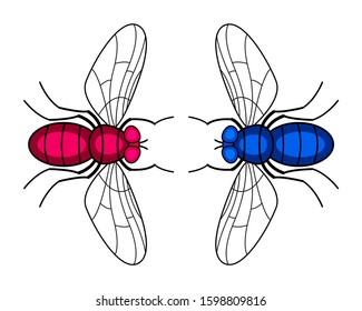 Illustration of the two fly insects