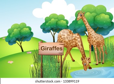 Illustration of the two giraffes at the forest with a wooden sign board