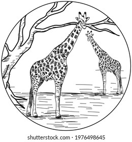 Illustration of two giraffes, tree and land