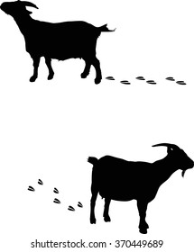 illustration with two goats and tracks isolated on white background