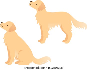 Illustration of two golden retrievers looking up (sitting / standing sideways)