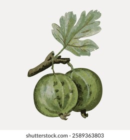 Illustration of two green gooseberries with leaves. Gooseberries on a branch. Green gooseberries with detailed texture and leafy branch. Botanical art. Vintage fruit illustration vector.