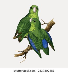 Illustration of two green parrots perched on a branch. The parrots have vibrant green feathers, with one showing blue accents. Detailed bird artwork. Vintage bird illustration, animal vector.