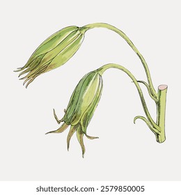 Illustration of two green, unopened flower buds on a stem. Botanical art of flower buds, showcasing detailed green petals and stem. Elegant flower buds drawing. Vintage flower illustration, vector.