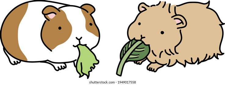 Illustration of two guinea pigs eating side by side