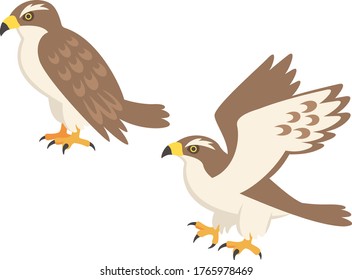 Illustration of two hawks (turn sideways and close or spread wings)