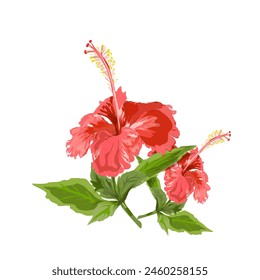 illustration of two hibiscus flowers without background