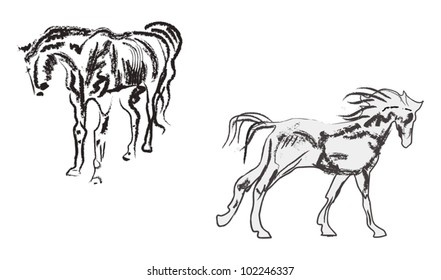 illustration with two horse sketches isolated on white background