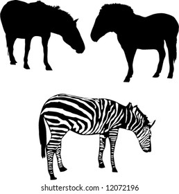 illustration with two horses and zebra isolated on white background
