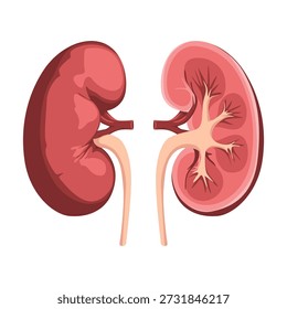 Ilustración de dos riñones humanos, uno cortado por la mitad para mostrar la estructura interna, sobre un fondo blanco limpio.