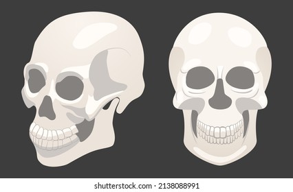 Illustration with two human skulls, full face and sideways.