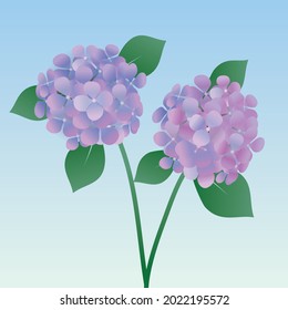 
Eine Illustration von zwei Hydrangea-Blumen mit Blättern und Stielen. Violett und blau.