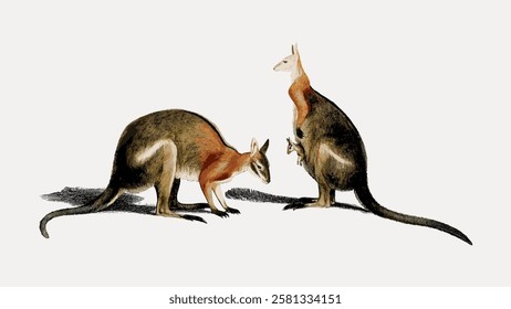 Illustration of two kangaroos, one with a joey in its pouch. The kangaroos are depicted in a natural stance, showcasing their distinctive tails and ears. Vintage animal illustration isolated, vector.