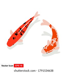 Illustration of two kois swimming. Vector illustration