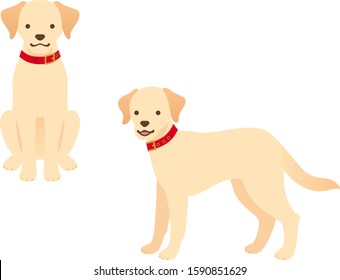 Illustration of two Labrador retrievers with red collars (sitting in front, standing)