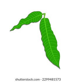 illustration of two mango leaves