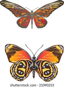 illustration with two orange butterflies isolated on white background