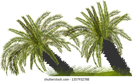 illustration with two palm trees isolated on white background