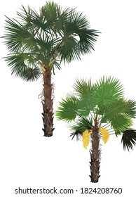 illustration with two palm trees isolated on white background
