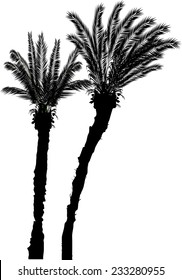 ilustración con dos palmeras aisladas en fondo blanco