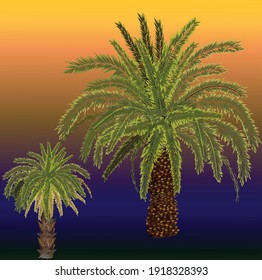 illustration with two palm trees on blue and orange background