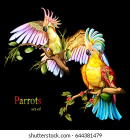 Illustration of two parrot cockatoo on the tropical branches with leaves. Hand drawn, vector stock.