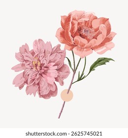 Illustration of two pink flowers with detailed petals and green leaves. Floral art showcasing delicate pink blossoms and intricate flower details. Vintage art illustration vector.