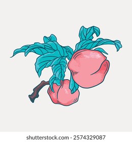 Illustration of two pink peaches with green leaves. Peaches and leaves are detailed, showing texture. Pink peaches stand out against the green leaves. Vintage art drawing, isolated vector element.