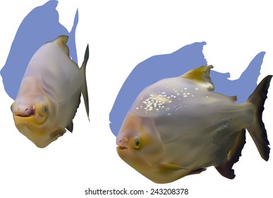 illustration with two piranha fishes isolated on white background