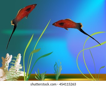 illustration with two platyfishes in aquarium