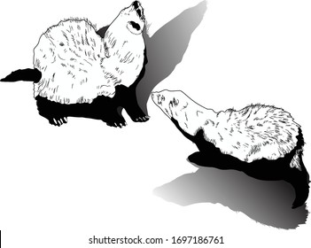 illustration with two polecat sketches isolated on white background