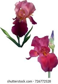 illustration with two purple iris flowers isolated on white background