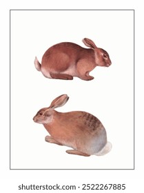 Illustration of two rabbits, positioned one above the other, in side profile. Upper rabbit is reddish-brown; lower rabbit is brown with subtle gray.