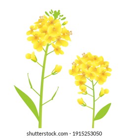 Illustration of two rape blossoms nestled together