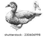 illustration with two realistic ducks. Hand draw 