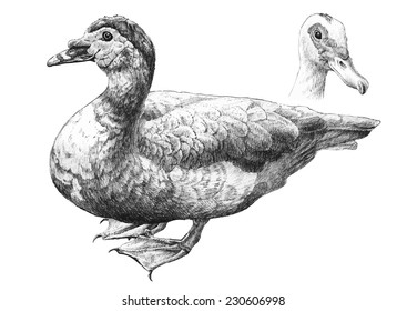 illustration with two realistic ducks. Hand draw 
