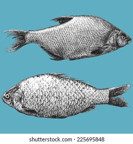 illustration with  two realistic fish (Abramis brama, Carassius) 