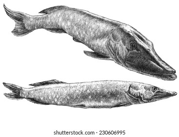 illustration with two realistic pike. Hand drawn 