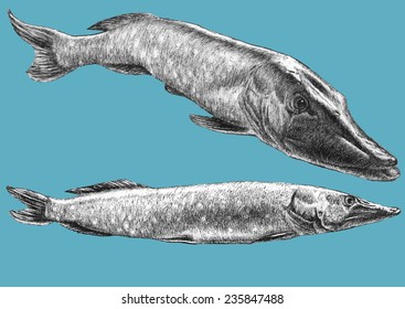 Illustration with two realistic pike. Hand draw 