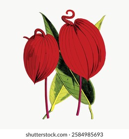 Illustration of two red anthurium flowers with green leaves. Botanical art showcasing anthurium's vibrant red petals and lush green leaves. Elegant floral design. Vintage red flower vector.