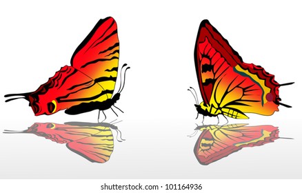 illustration with two red and yellow butterflies