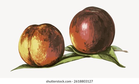 Illustration of two ripe peaches on green leaves. The peaches have a rich, vibrant color. The leaves add a natural touch. Peaches and leaves create a classic look. Vintage fruit illustration vector.